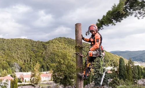 Tree Removal